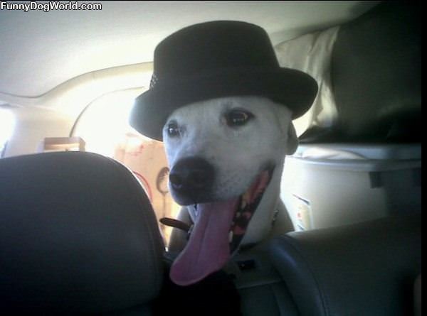 Top Hat Dog