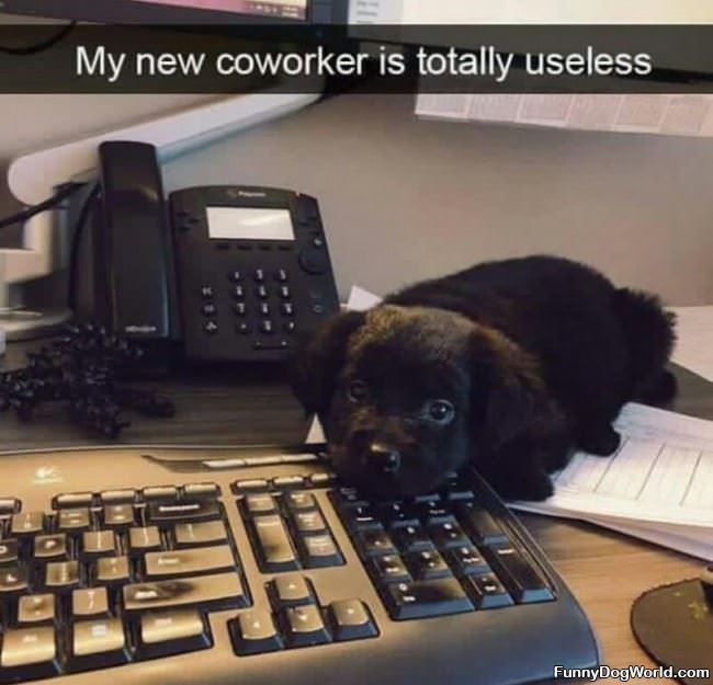 Totally Useless Co Worker