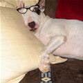 funny dog 5
