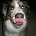 funny dog 1