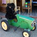 Tractor Dog