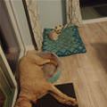 Trading Spaces