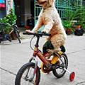 funny dog 1