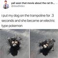 Trampoline Dog