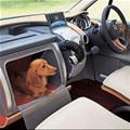 funny dog 1