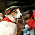 funny dog 1