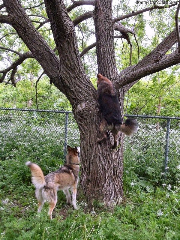 Tree Climber