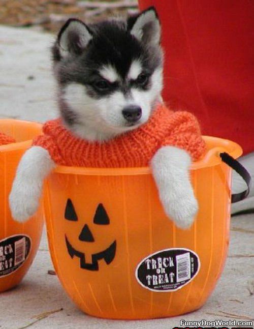 Trick Or Treat Dog