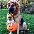 Trick Or Treats