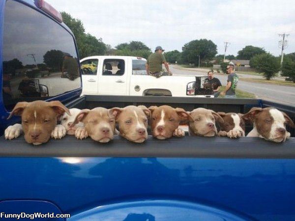 Truck Load Of Puppies