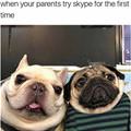 funny dog 1