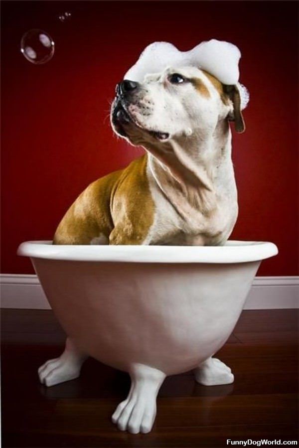 Tub Dog