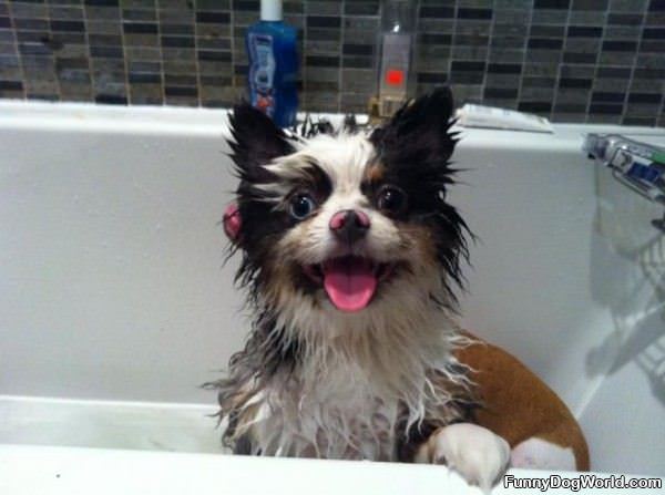 Tub Dog Is Happy