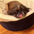 funny dog 2