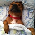 funny dog 2