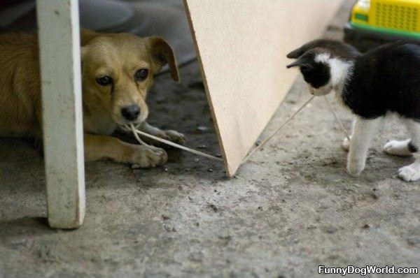 Tug Of War