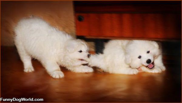 Tug Of War Puppies