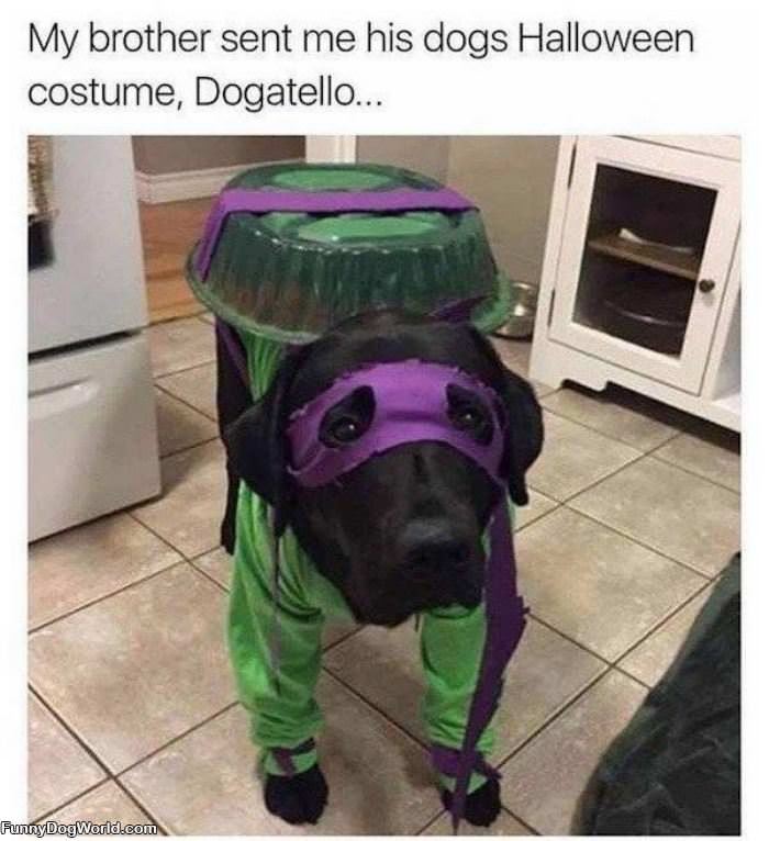 Turtle Dog