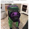 funny dog 5