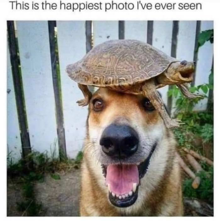 Turtle Head