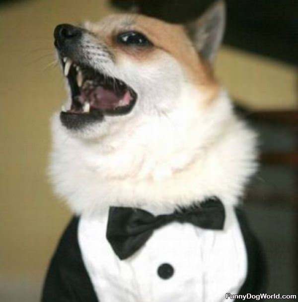 Tuxedo Dog