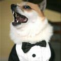 Tuxedo Dog