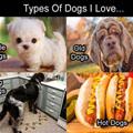 funny dog 2