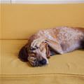 funny dog 1