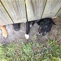 Under The Fence
