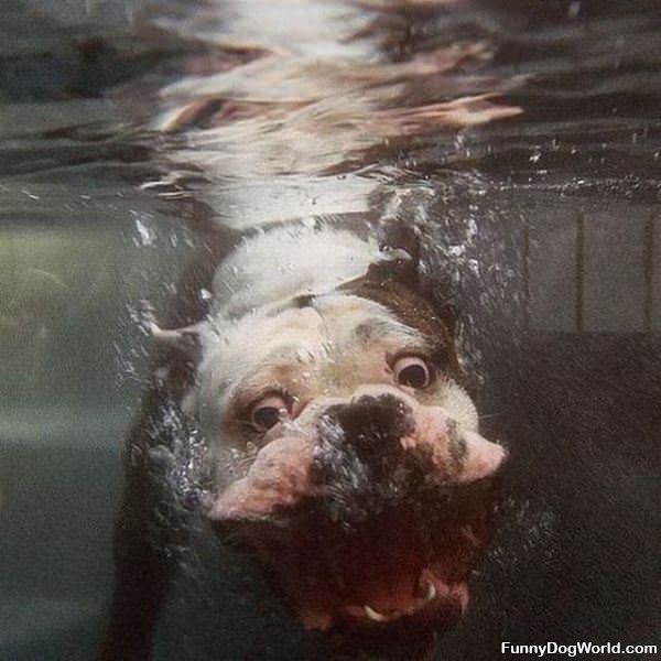 Under Water Dog