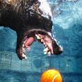 Under Water Fetch