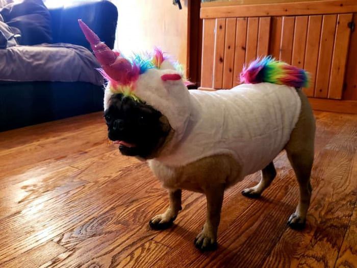 Unicorn Dog