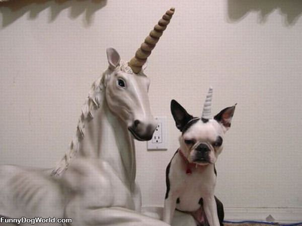 Unicorns