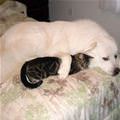 Unlikely Friends