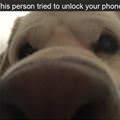 funny dog 1