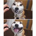 funny dog 3