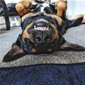 funny dog 2
