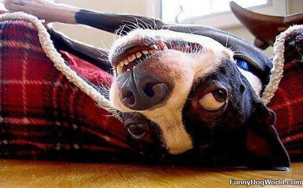 Upside Down Dog Face