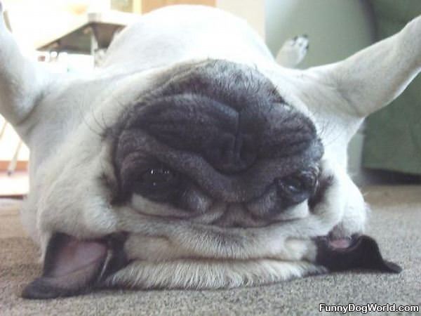 Upside Down Pug