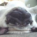 Upside Down Pug