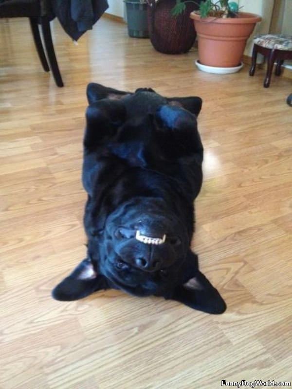 Upside Down Smiling Dog