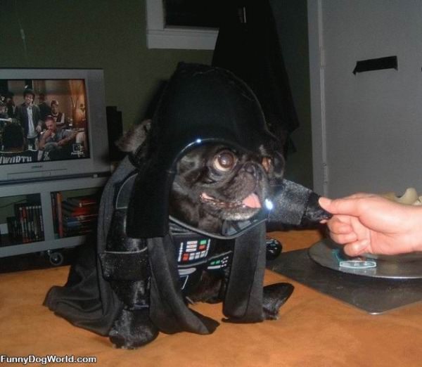 Vader Pug