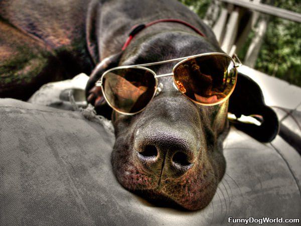 Very Cool Dog Glasses