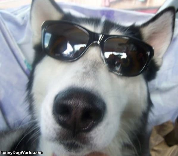 Very Cool Sunglasses Dog
