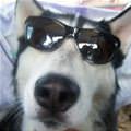 Very Cool Sunglasses Dog