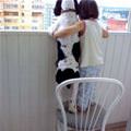 funny dog 5