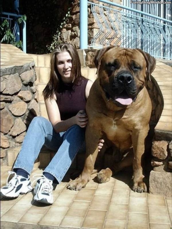 Very Huge Dog
