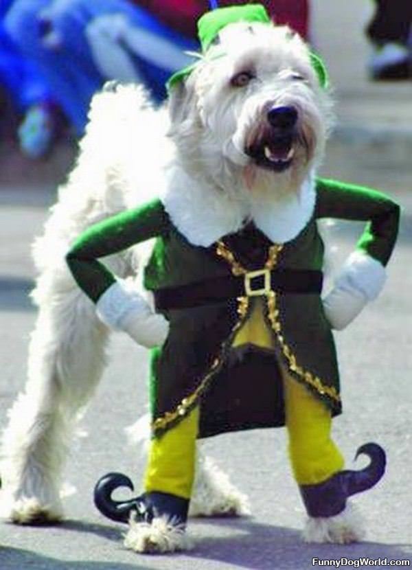 Very Irish Dog