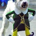 Very Irish Dog
