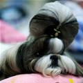 Very Nice Hair